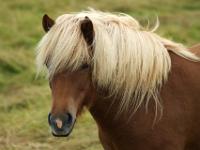Hellmähniges braunes Islandpferd
